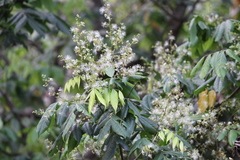 Archidendron monadelphum